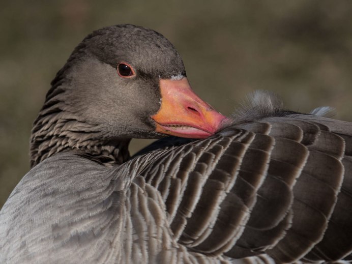 Гусь черного цвета