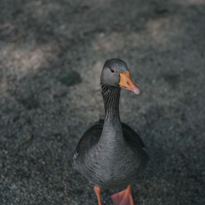 Утка черная казарка