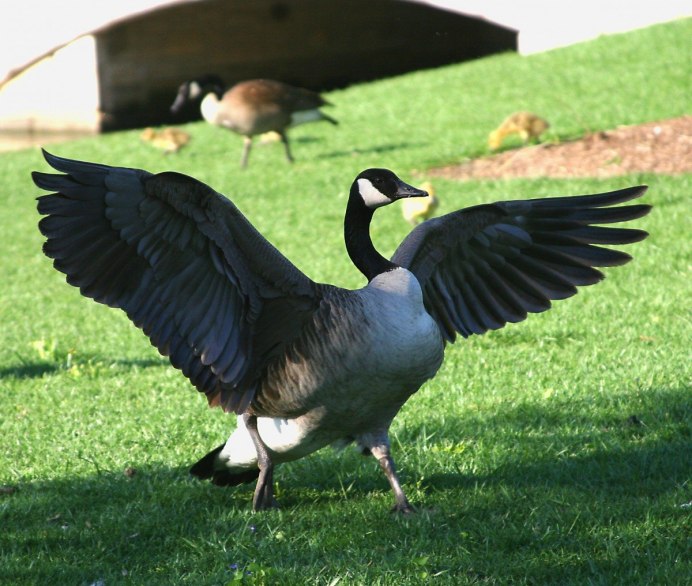 Branta bernicla