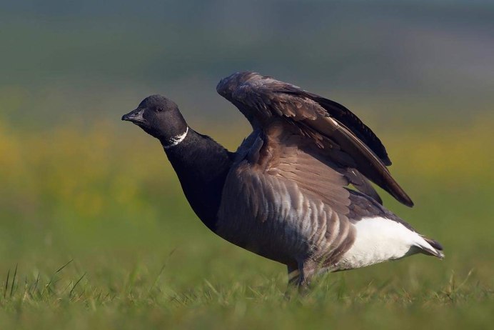 Гуменник черный