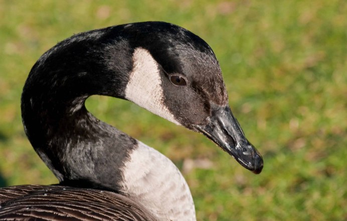 Казарка птица Гусь