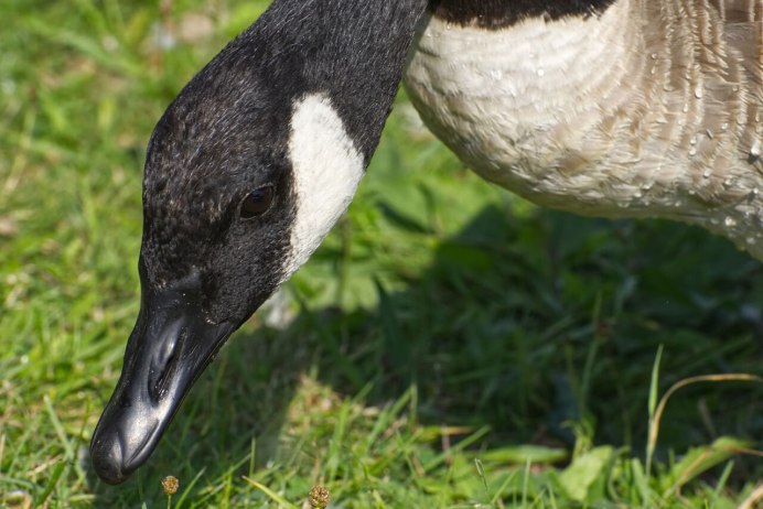 Гусь с черной шеей