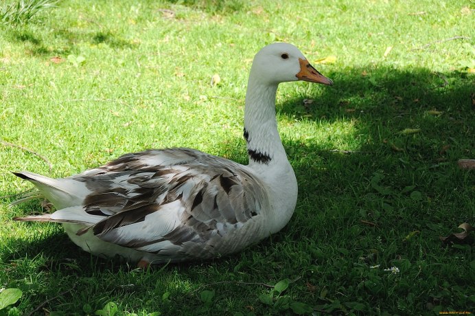 Атлантическая черная казарка