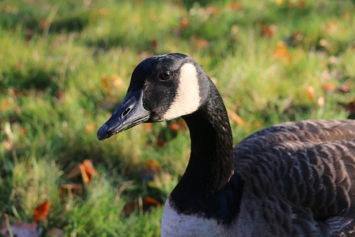 Белощекая казарка