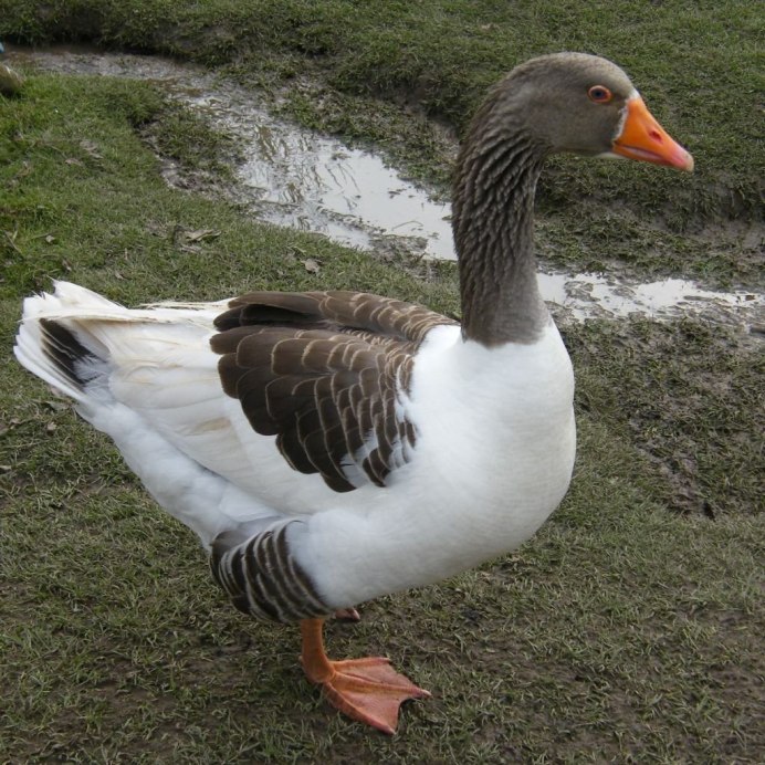 Черные гусята