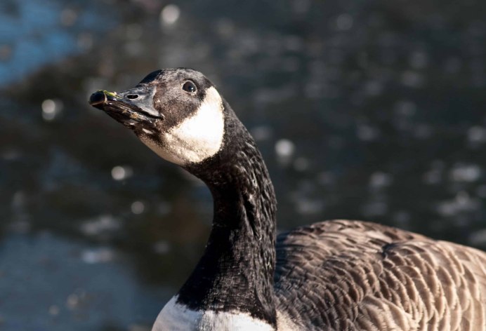 Черный Гусь