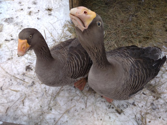 Canada Goose птица