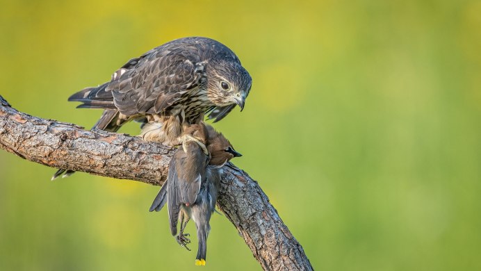 Коршун тетеревятник птенец