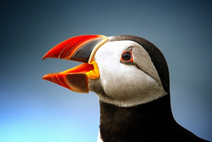 Puffin Тукан