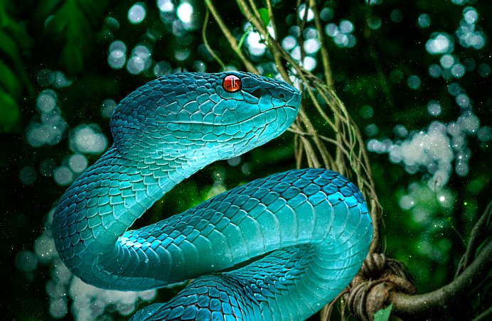 Белогубая куфия Trimeresurus insularis