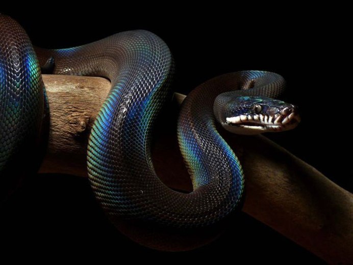 Белогубый питон (Bothrochilus albertisii)
