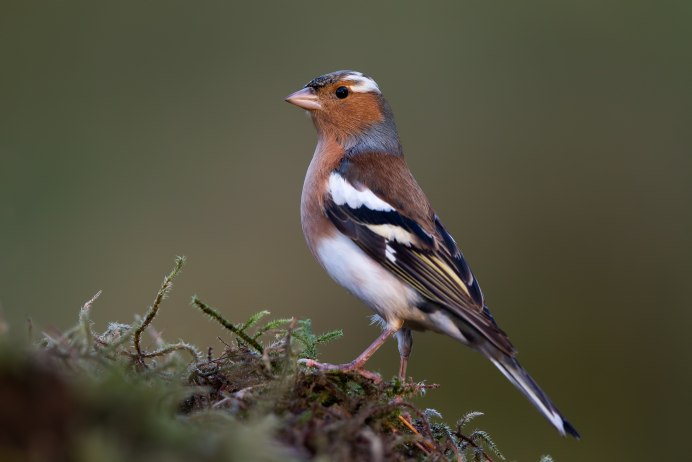 Зяблик кавказский