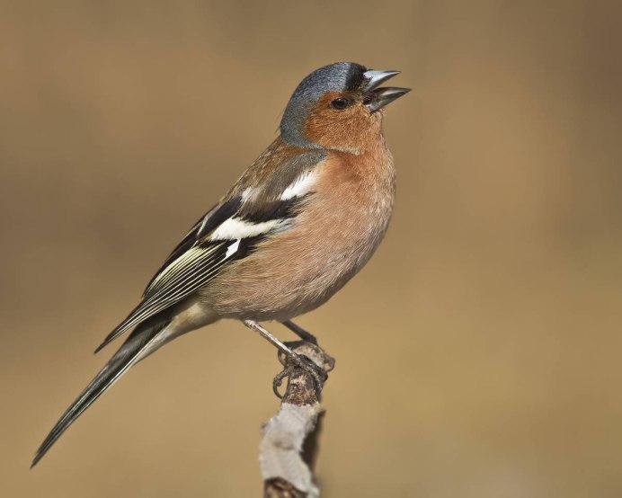 Обыкновенный Зяблик