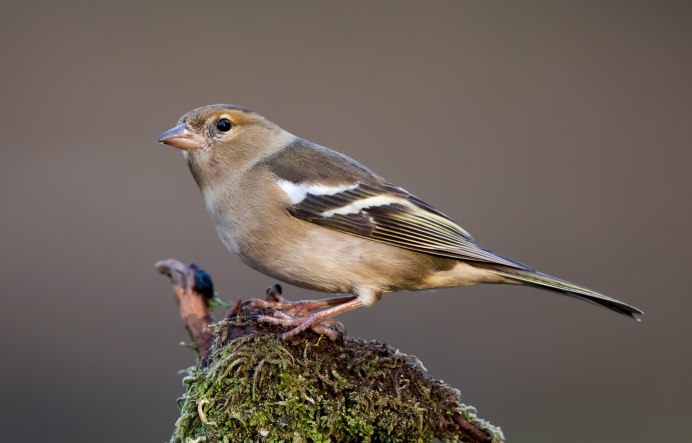 Зяблик (fringílla COÉLEBS)