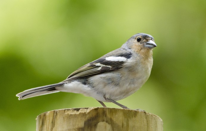 Певчие птицы Зяблик