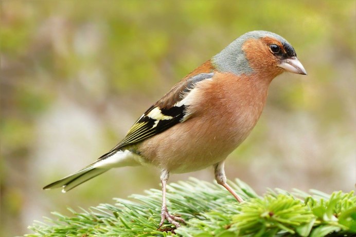 Зяблик (fringilla COELEBS)