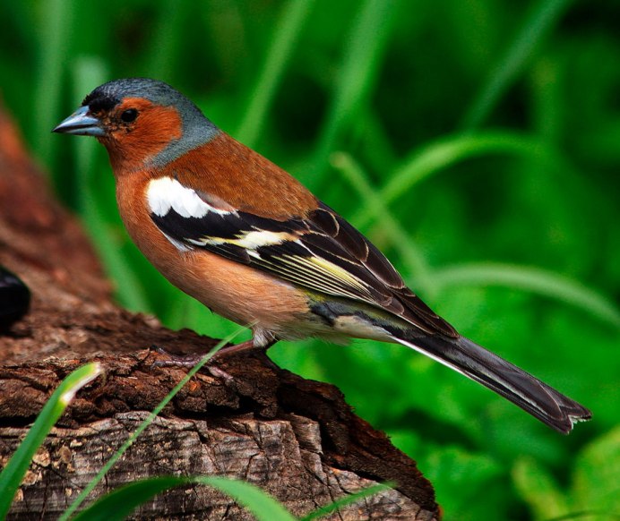 Певчая Птаха Зяблик