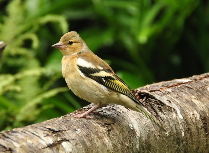 Гирканский Зяблик