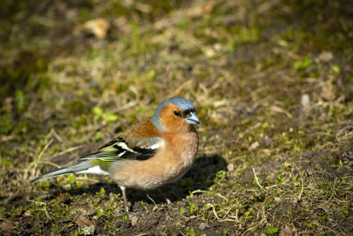 Голдианский Зяблик