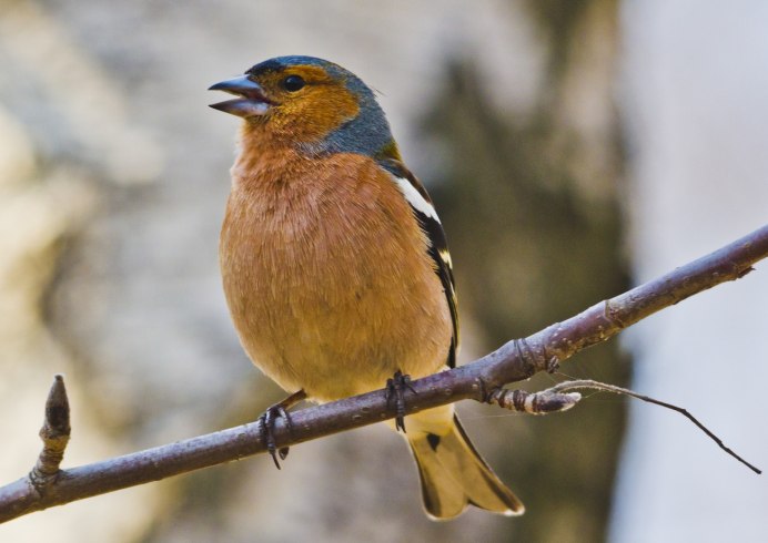 Дрозд Зяблик