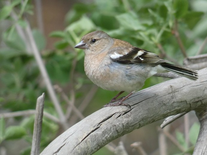 Зяблик Перелетная