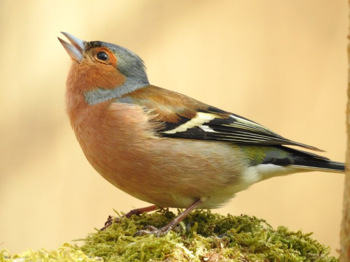 Зяблик фото