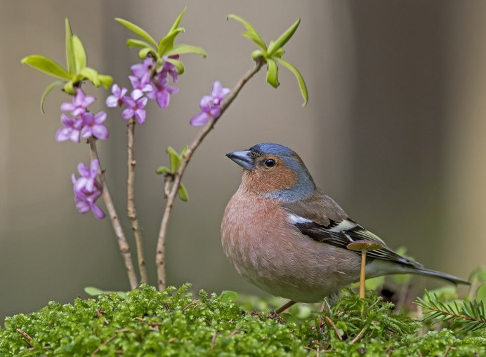 Обыкновенный Зяблик самка