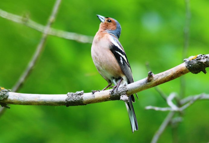 Вьюрковые Зяблик