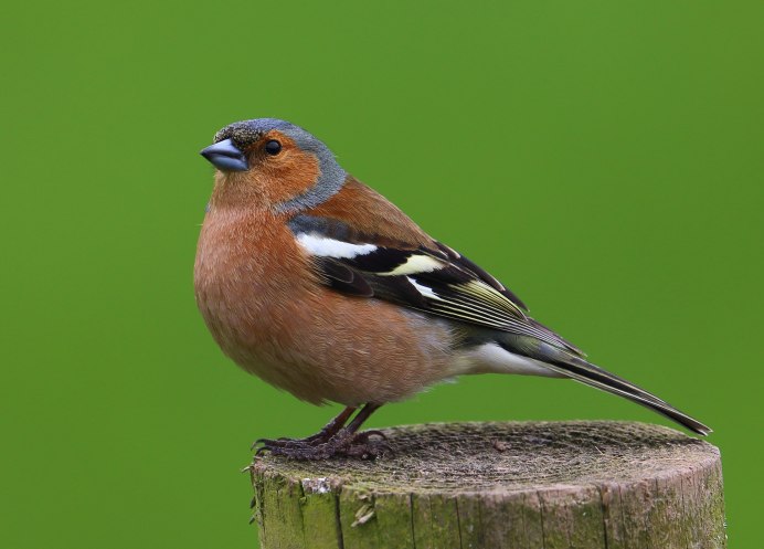 Гульдовой Зяблик