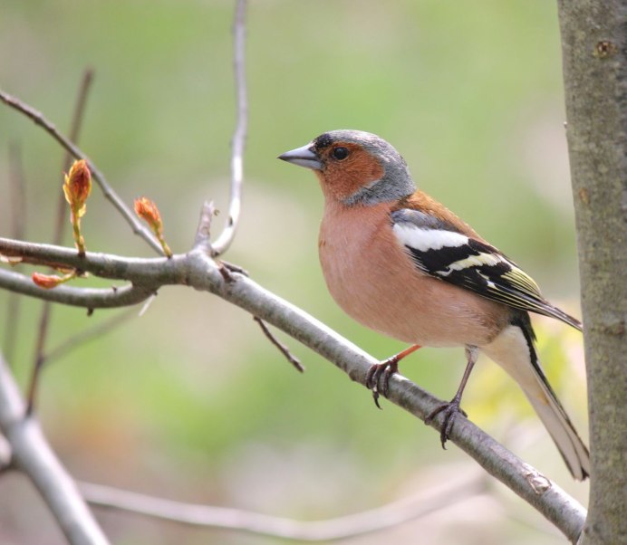 Зяблик (fringilla COELEBS)