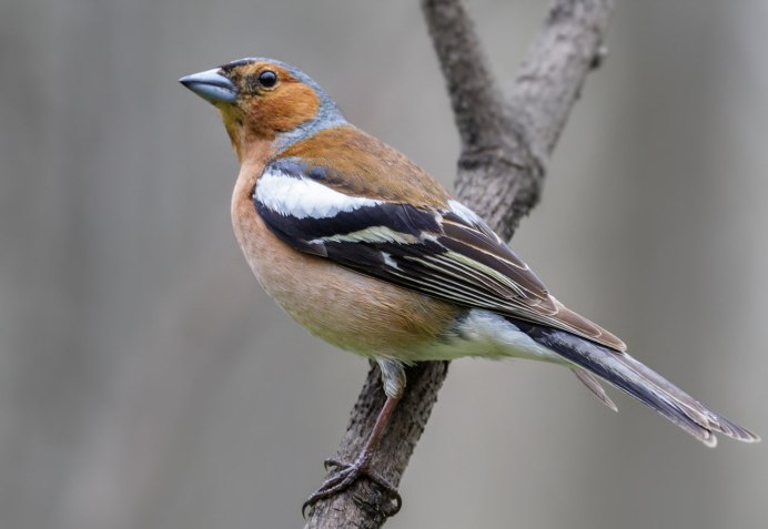 Зяблик самка