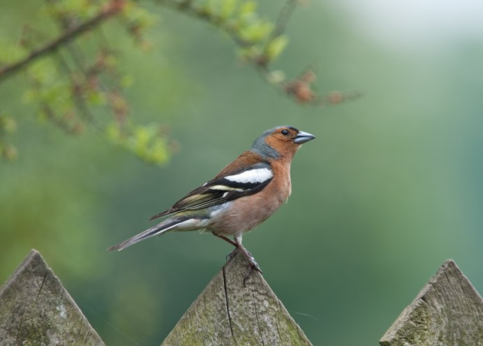 Зяблик Геншин