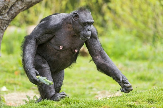 Прямоходящая горилла
