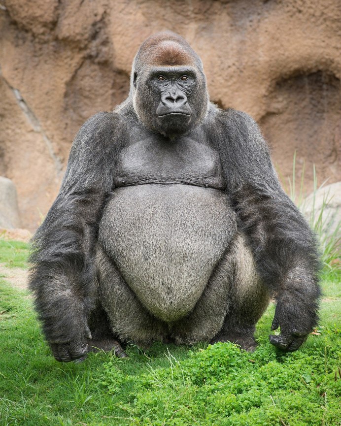 Шимпанзе Планета обезьян лысый