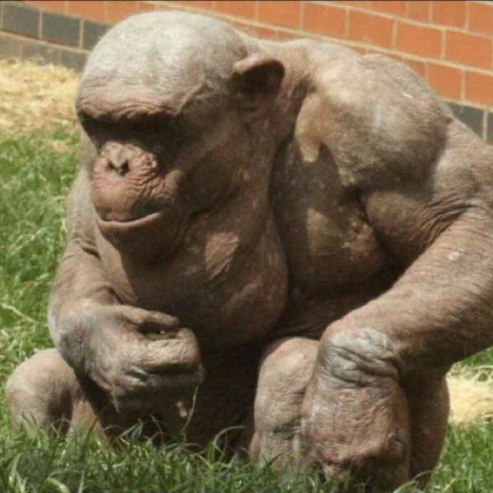 Мускулистый шимпанзе