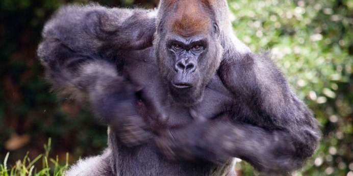 Горилла Бруно