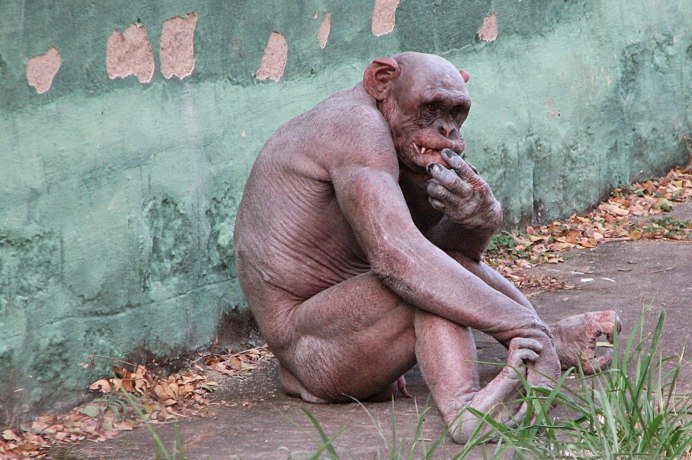 Лысые обезьяны