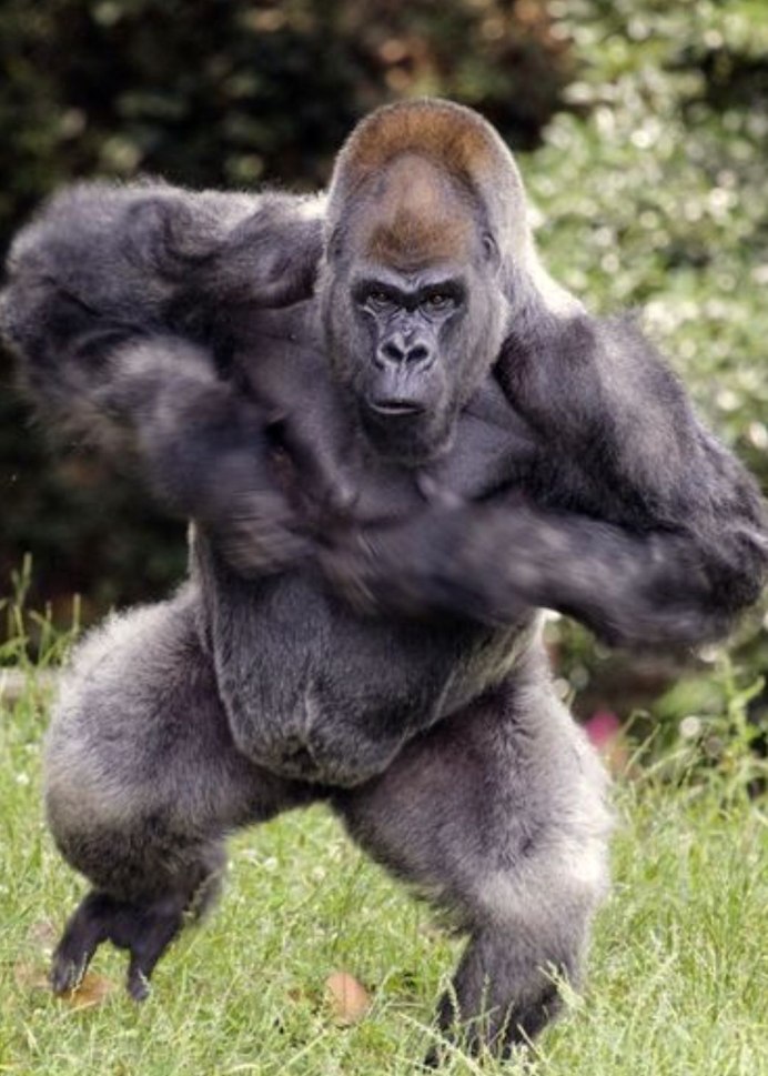 Лысая обезьяна цвет кожи