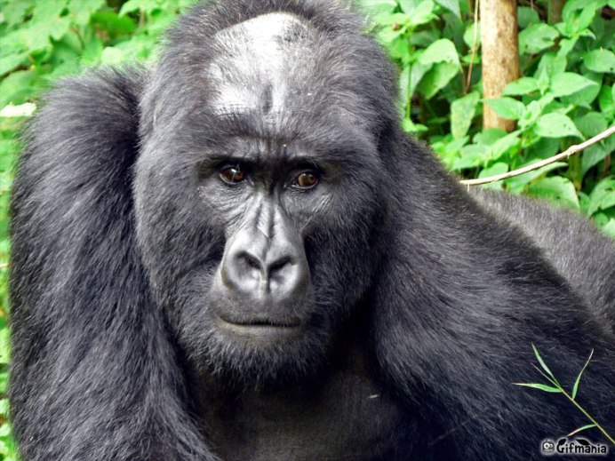 Обезьяна без шерсти