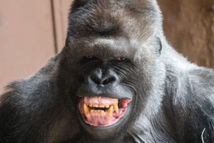 Горилла герлз