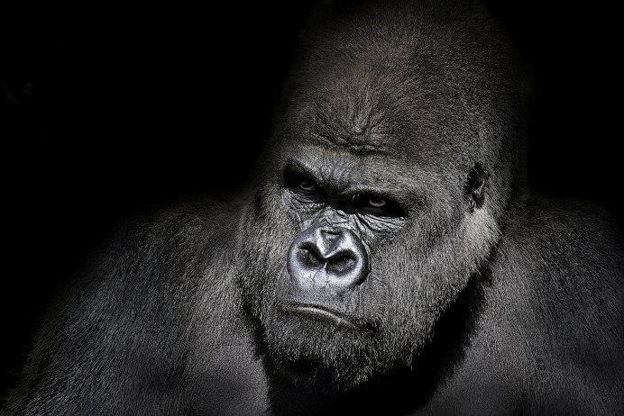 Обезьяна сбоку