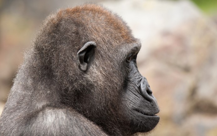 Накаченная горилла