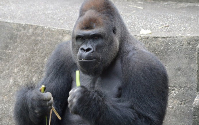 Японская горилла