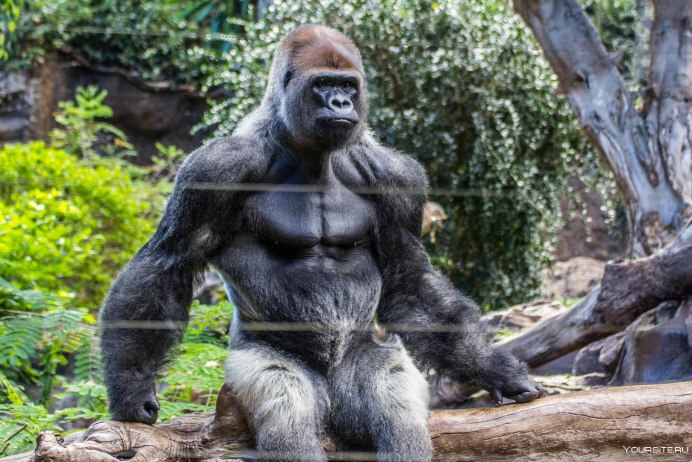 Детеныш гориллы