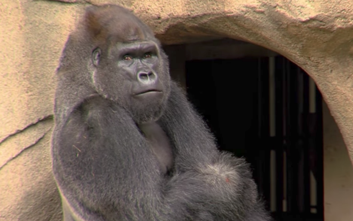 Горилла фото во весь рост