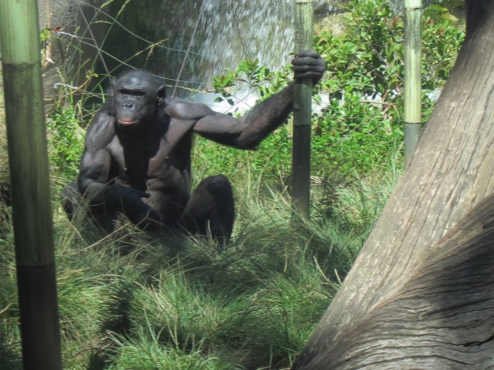 Горилла и макака