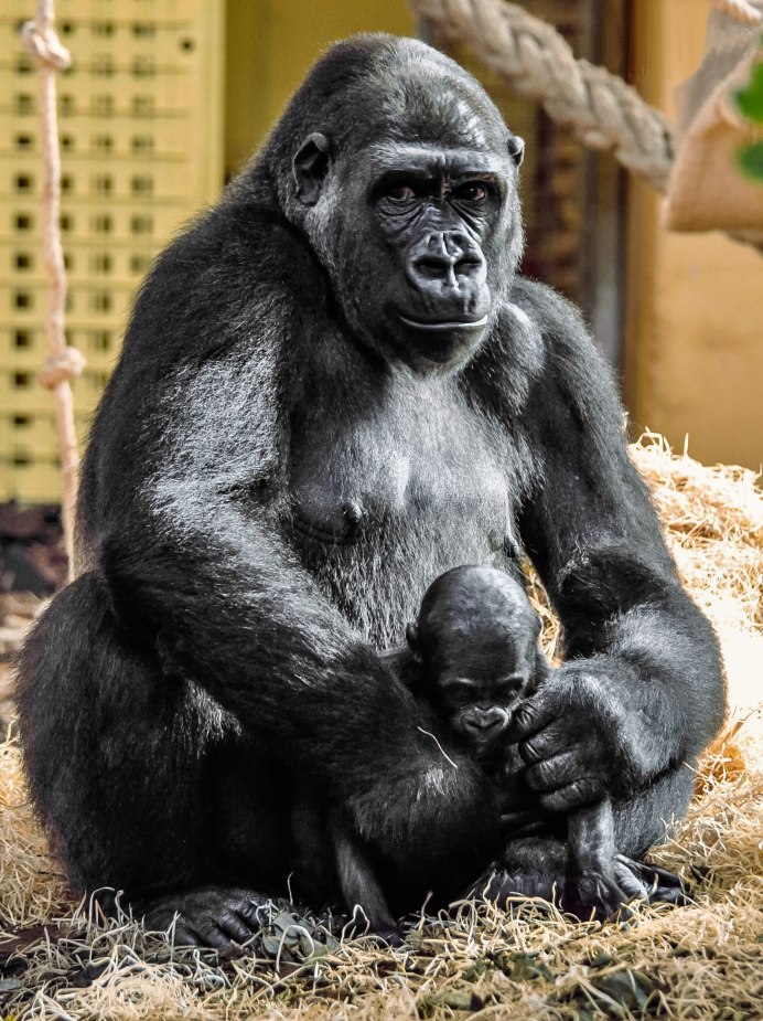 Облысевшая горилла