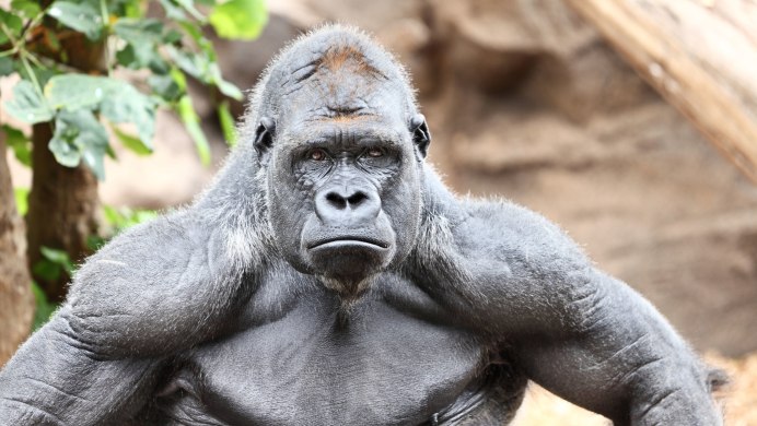 Горилла Ангелина