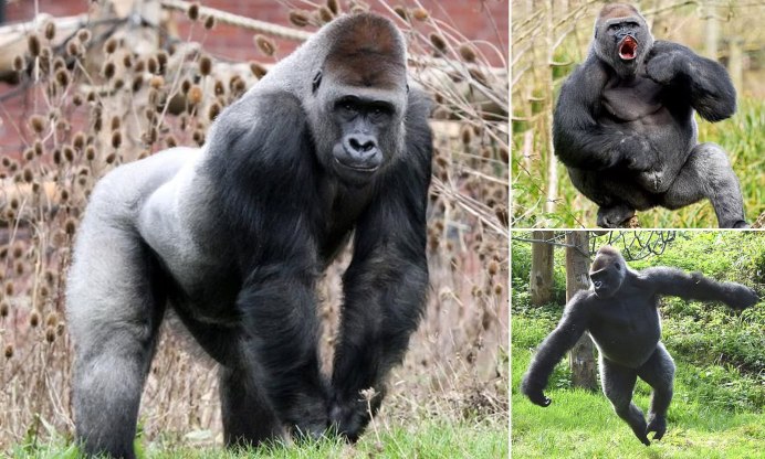 Шимпанзе Синдер