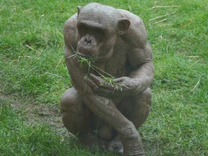 Торс гориллы